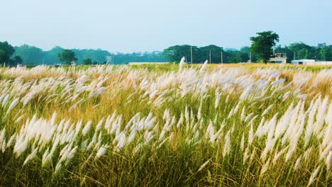 Otoño-En-Bangladesh-Caña-De-Azúcar-Silvestre-Campo-Dorado-Amento-Flor-Kashful