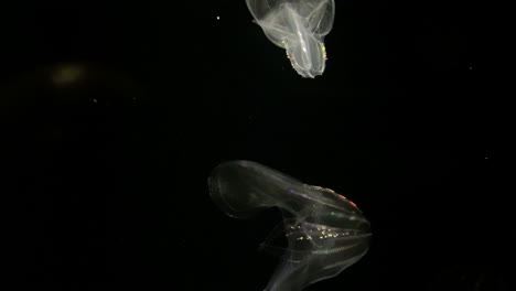 medusa - bolinopsis sp
