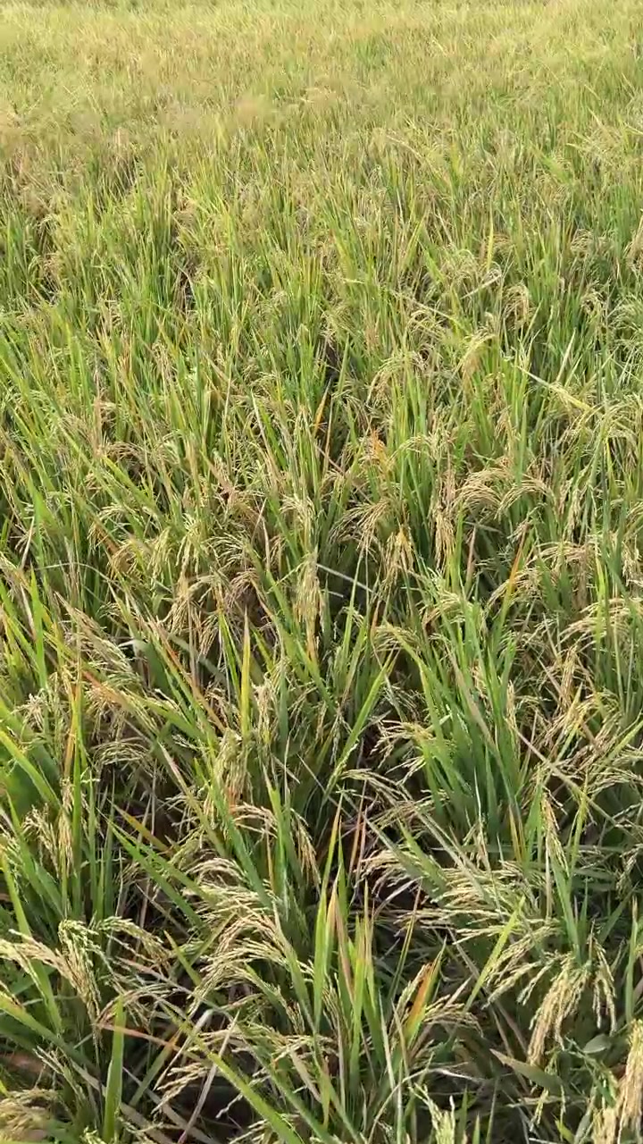 Piante di riso che ondeggiano al vento in un campo rurale