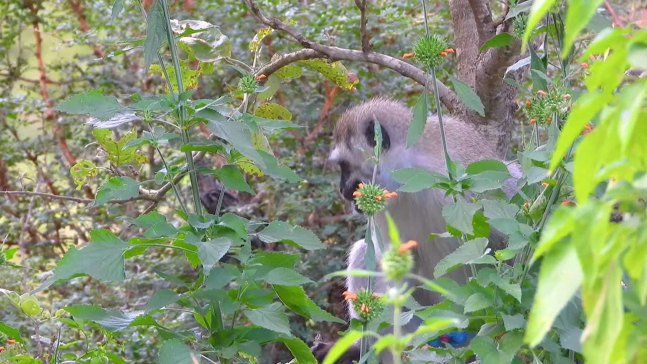 A Black-faced Vervet Monkey sitting in a tree