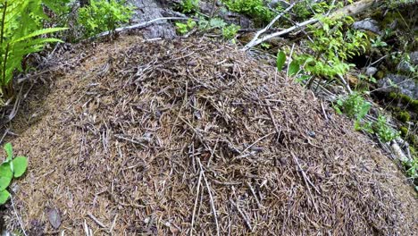 wild ant hill in the forest