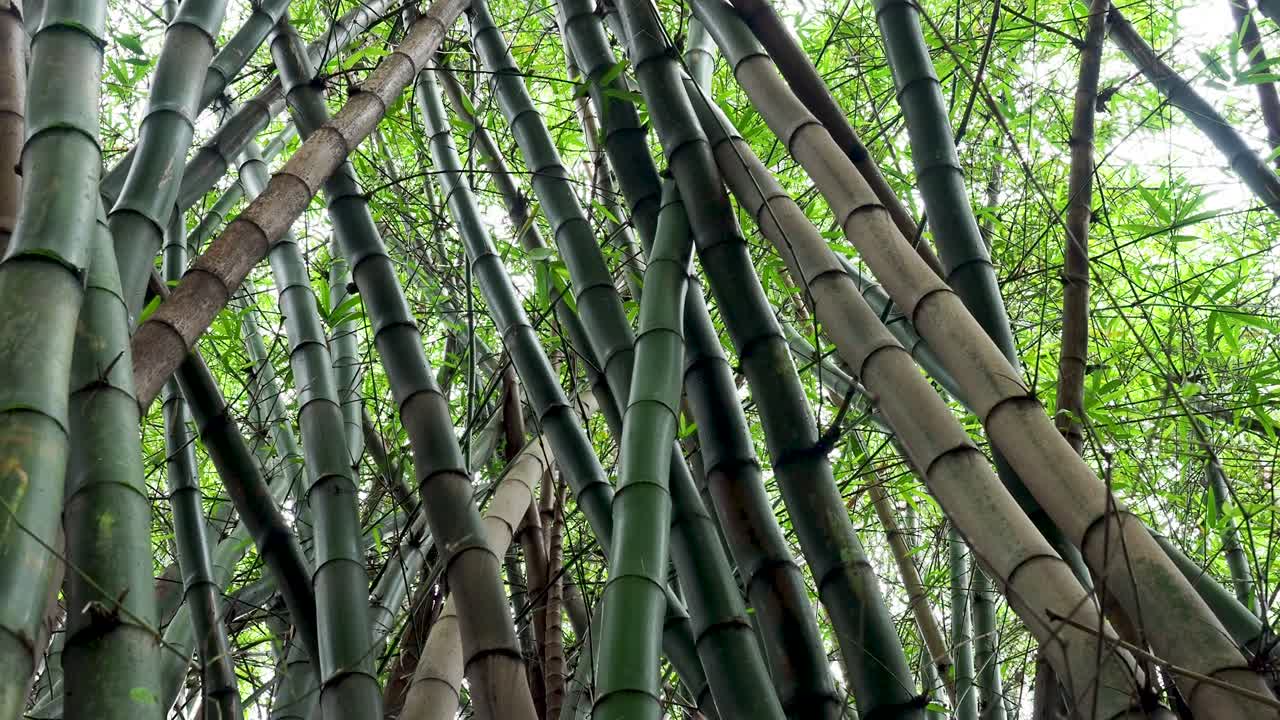 plantas de bambú que crecen en un bosque en oahu