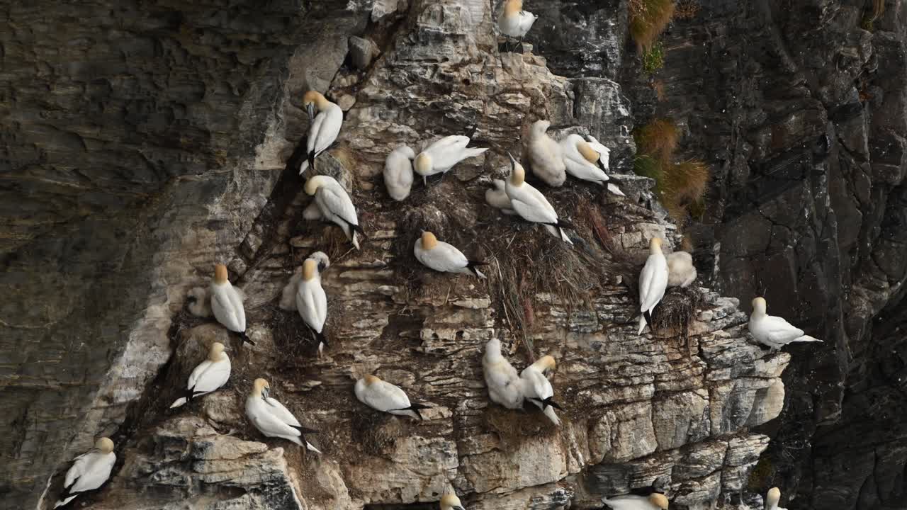 Slow motion clip of northern gannets nesting on dramatic vertical cliff in northern Norway. Birds cluster together with nests on narrow ledges in extreme habitat