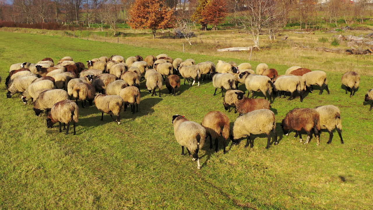 Herding sheep in sunny day. Group of beautiful domestic animals grazing on field among autumn nature. Sheep on pasture.