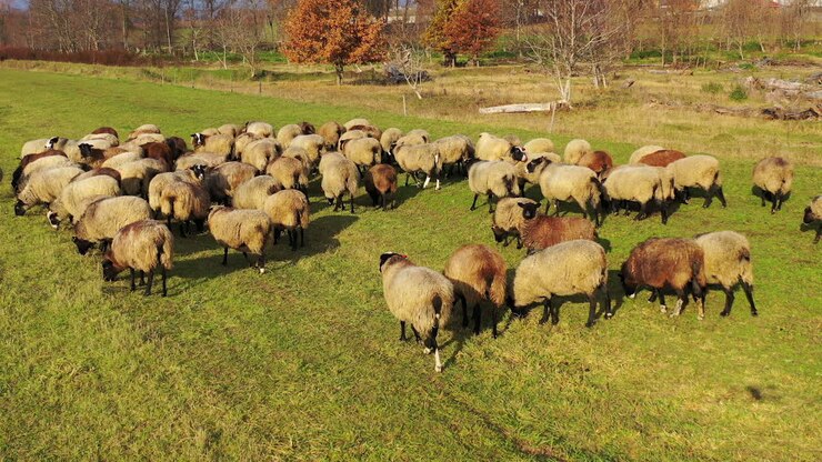 Herding sheep in sunny day. Group of beautiful domestic animals grazing on field among autumn nature. Sheep on pasture.
