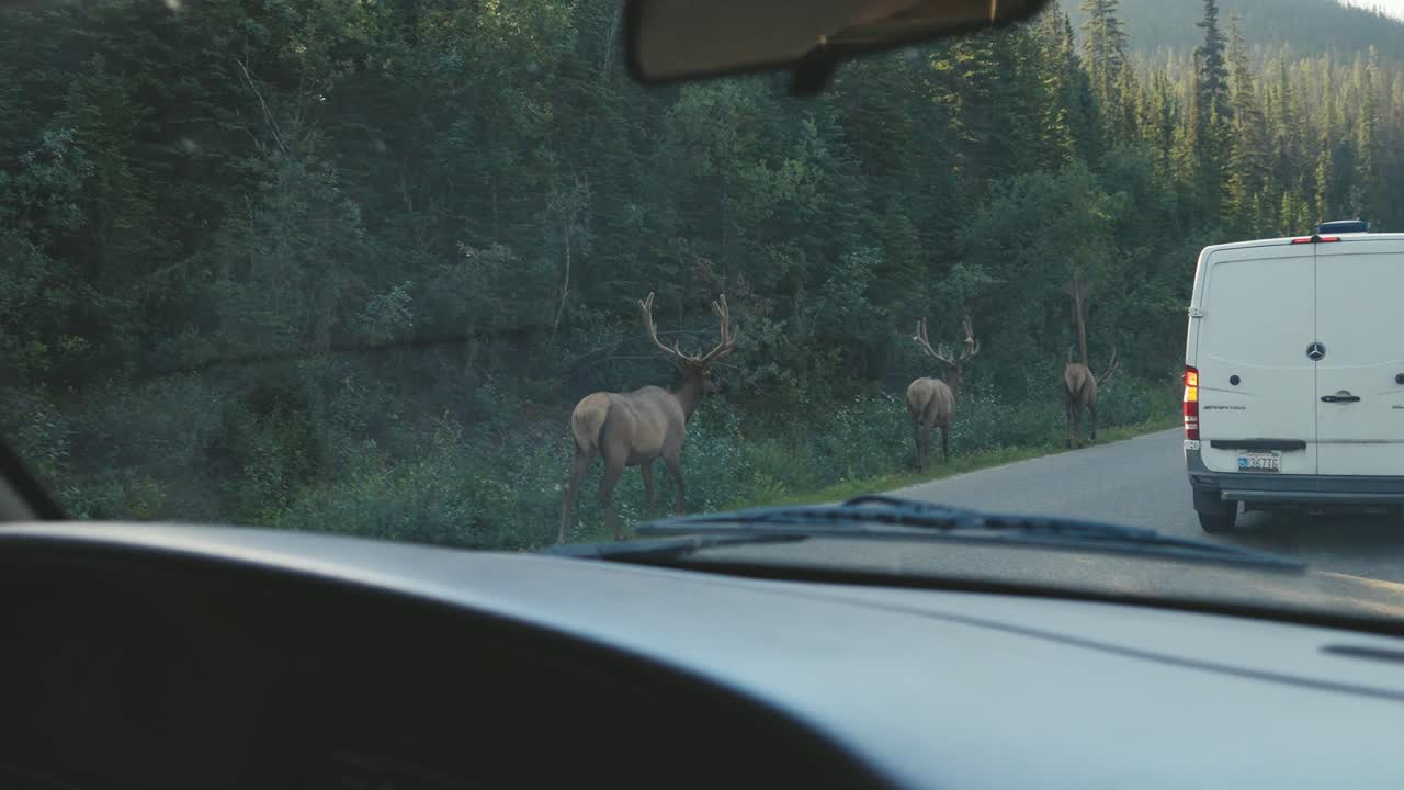 A group of elks, seeing from the inside of a car, are walking along the road, in Jasper National Park, in the landscape of Canada, during the morning and summer season