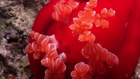 imperator shrimp walking between gills of dark red spanish dancer nudibranch