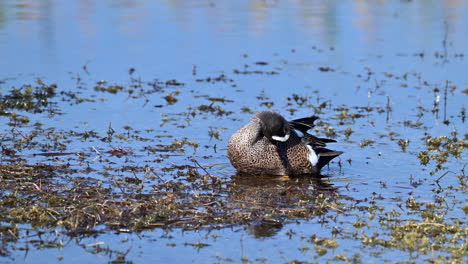 el macho de ala azul limpia las plumas mientras está de pie en aguas poco profundas