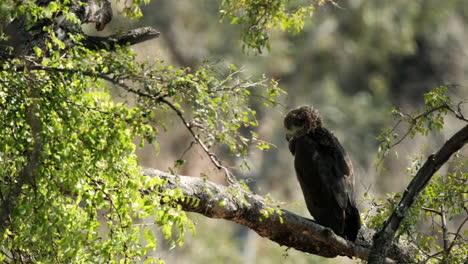 Águila-Africana-Descansando-Sobre-La-Rama-De-Un-árbol-En-Un-Día-Ventoso