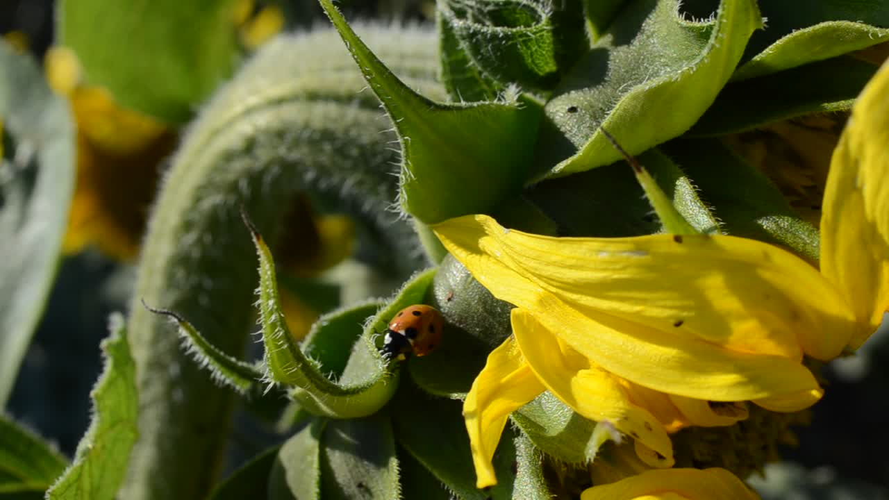 Coccinella, macro. Girasoli su un campo agricolo.