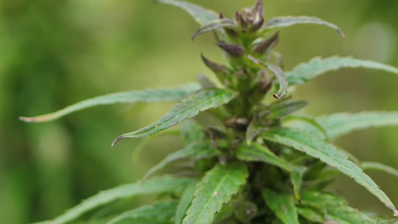 야외 농업 분야의 마약 마리화나 식물