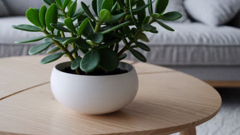 money tree on a wooden coffee table