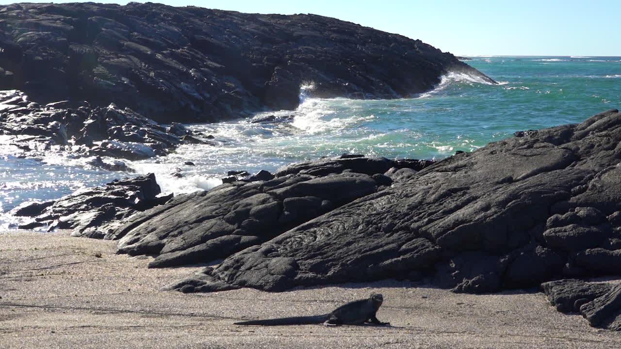 iguanas marinas toman el sol en las costas volcánicas de las islas galápagos ecuador 6