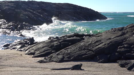 Meeresechsen-Sonnen-Sich-An-Den-Vulkanischen-Küsten-Der-Galapagos-inseln-Ecuador-6