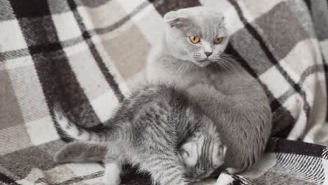 Scottish-Fold-kitten-playing-with-her-mother
