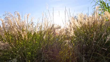 pampas grass moving gently under the sun