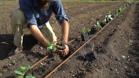 un granjero pone una planta en el suelo