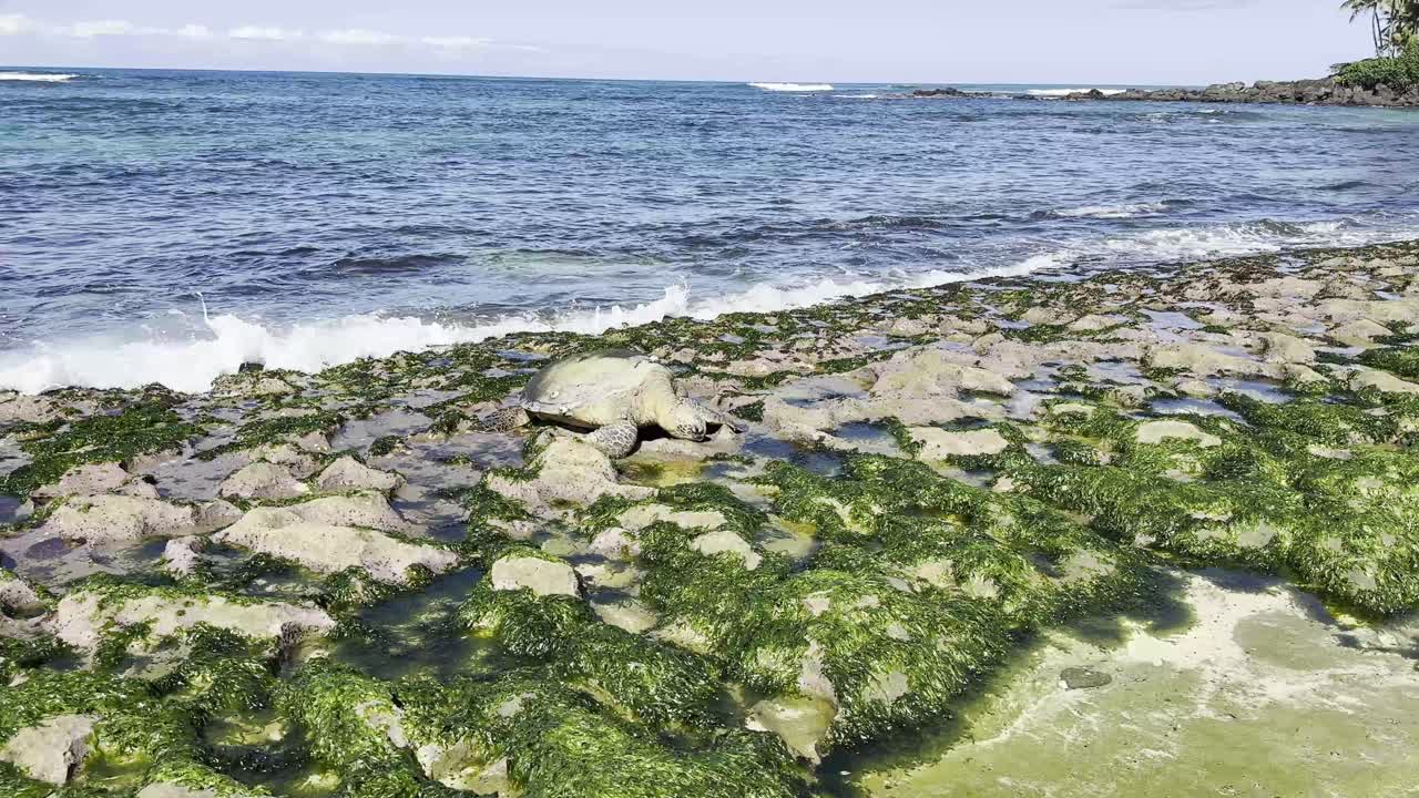 una tortuga marina verde hawaiana se ve tomando el sol en una orilla rocosa cubierta de algas verdes vibrantes