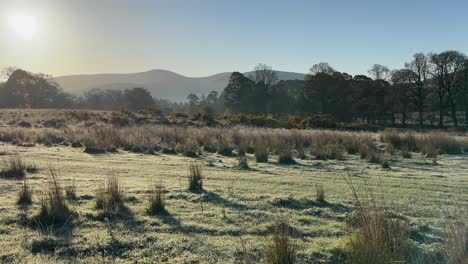 bucolic frosty morning nature meadow backlit from rising golden sun