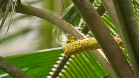 un ave solar de garganta marrón macho se posó por un momento y luego se alejó y regresó de nuevo para chupar un azúcar de la flor de coco