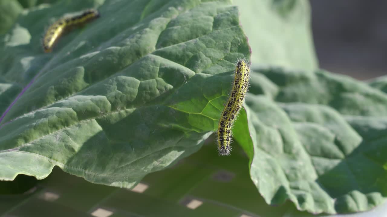 고추 잎 에 있는 애벌레