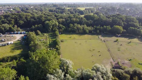 drone-shot-of-horses-grazing-in-the-pasture-during-the-day-at-Norwich,-England