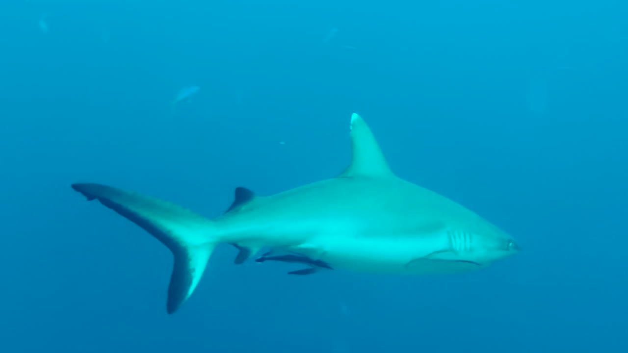 Squalo grigio di barriera che pattuglia la barriera corallina accompagnato da una remora