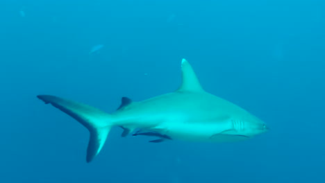 tiburón de arrecife gris patrullando el arrecife acompañado de una remora