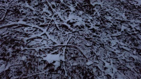 ramas nevadas y hojas en el suelo en el oscuro bosque invernal, girando en ángulo alto