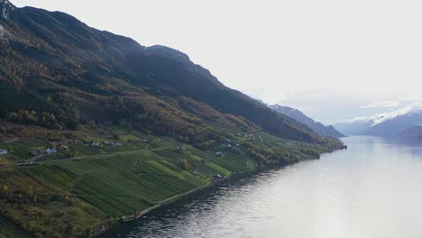 granjas de frutas en el idílico hardanger entre kinsarvik y odda durante la temporada de cosecha de otoño - hermosa antena con hardangerfjord sorfjorden en el lado derecho - noruega
