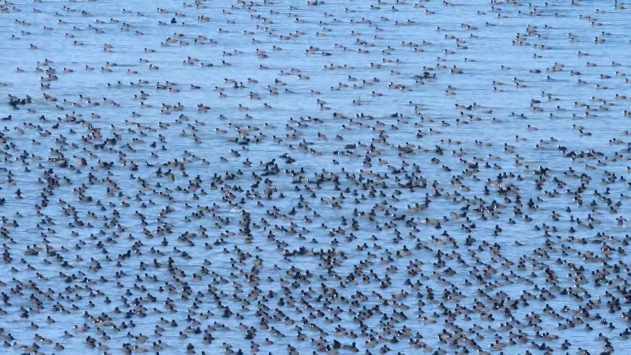 Toma panorámica cenital de una enorme bandada de aves silvestres y fochas flotando tranquilamente en la pintoresca superficie del agua del lago Busko (Busko Blato).