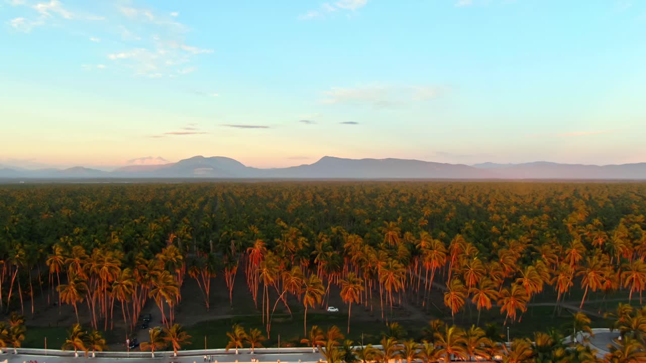 Drone video showcasing vast palm plantation at sunset in El Paraiso Tecomán, Jalisco. Warm golden light casts dramatic shadows, highlighting lush greenery under expansive sky