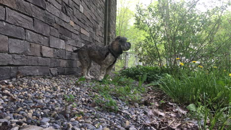 pequeño perro cockapoo de pie fuera de la casa en toronto, ontario, canadá