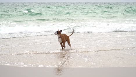 Lindo-Perro-Boxer-Tratando-De-Atrapar-Olas-Que-Se-Desvanecen-En-La-Playa-De-Arena,-España,-Europa