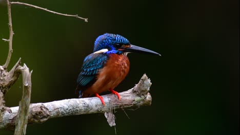 el martín pescador de orejas azules es un pequeño martín pescador que se encuentra en tailandia y es buscado por los fotógrafos de aves debido a sus hermosas orejas azules, ya que es una pequeña, linda y esponjosa bola de plumas azules de un pájaro