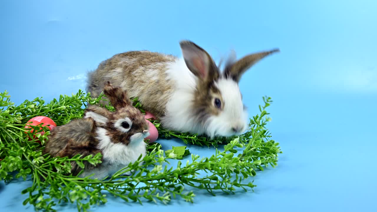 파란 스크린 배경의 토끼: 영 동물과 부활절의 똑똑한 애완동물