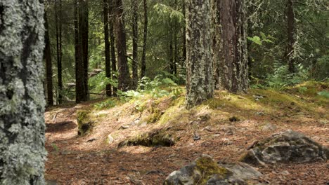 hiking in the forest