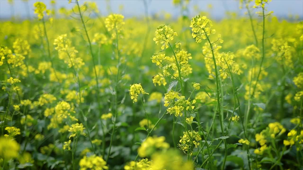 Mustard flowers. Mustard &ndash; mystical flower of happiness and health.