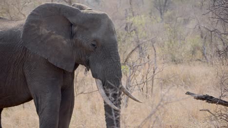 El-Elefante-Africano-Somnoliento-Gira-La-Cabeza-Y-Parpadea.