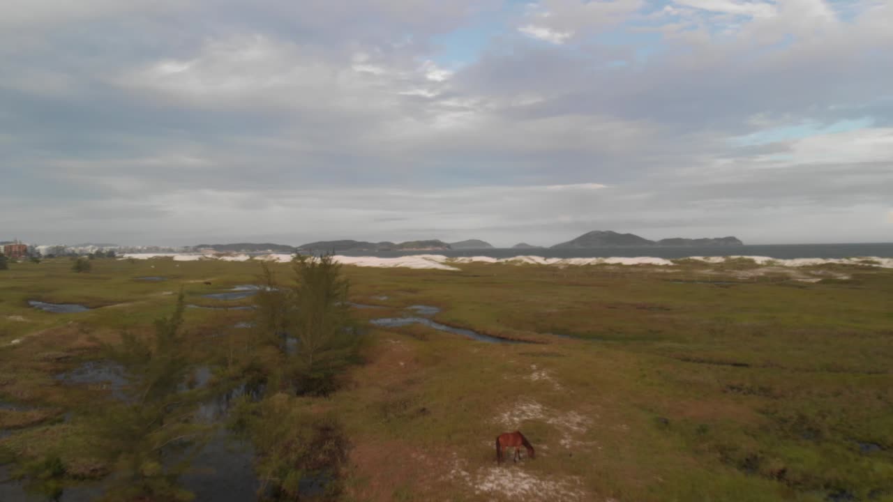 공중 드론 샷으로 들판에 있는 말