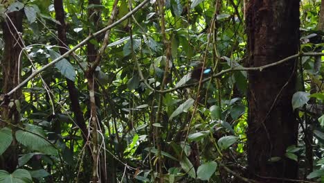 video diurno de 4k en la selva amazónica del perú cerca de la ciudad de tingo maría, siguiendo a una mariposa morfo azul volando hacia la selva