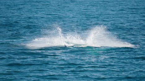 Wild-Humpback-Whale-Tail-Slapping-Ocean-Surface-Causing-Splashing-In-4K-Slow-Motion