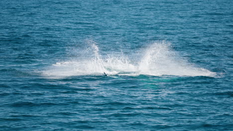 wild humpback whale tail slapping ocean surface causing splashing in 4k slow motion