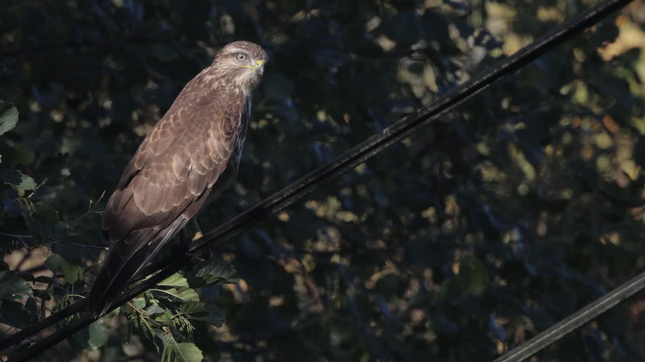 Svevevinge (buteo buteo) som sitter