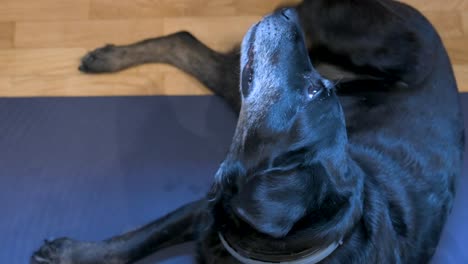 se ve a un labrador negro mayor acostado en una alfombra de yoga azul mientras tiene un rasguño en la cabeza y la oreja