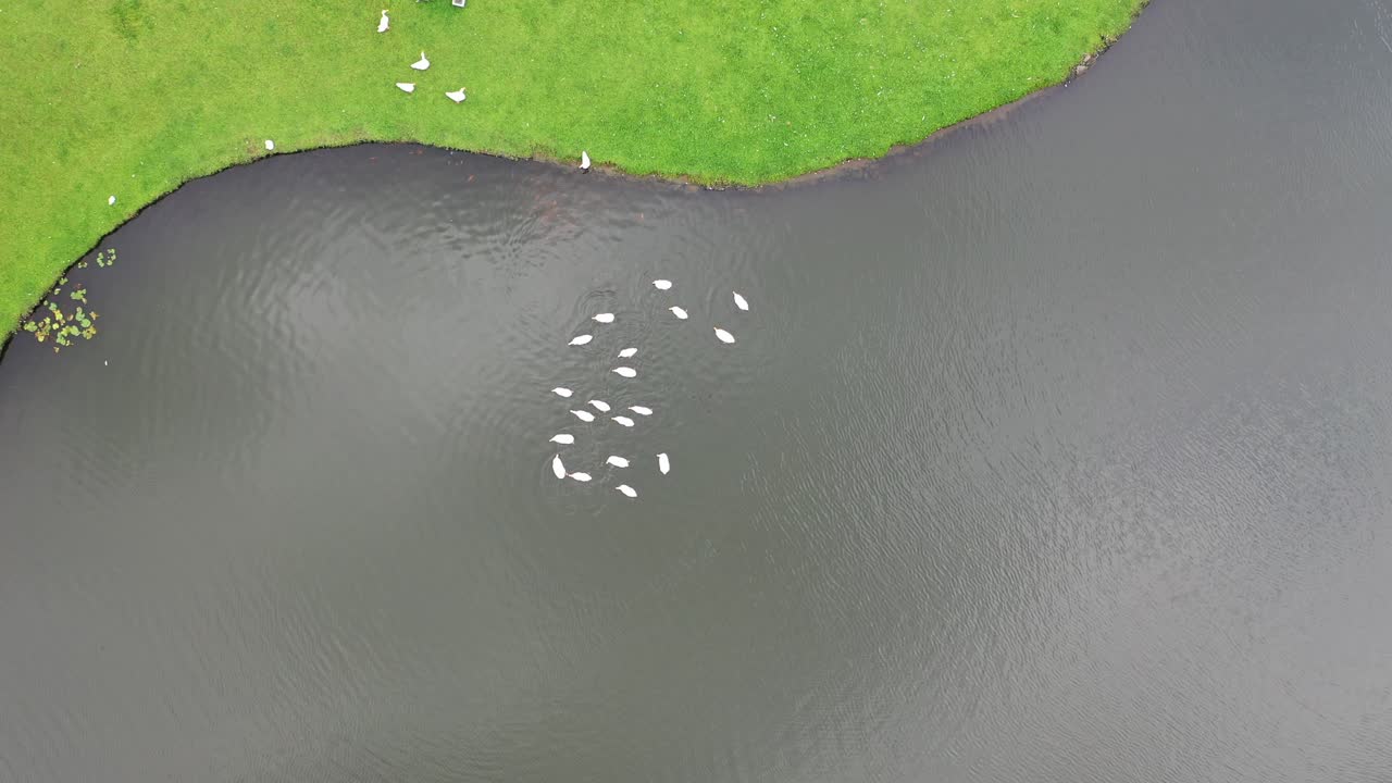 공원 의 호수 에 있는 백조 들