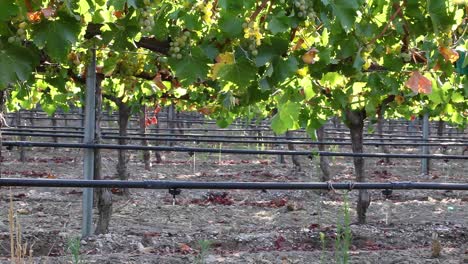 medium shot of a vineyard drip irrigation system highlights agricultural water usage issues