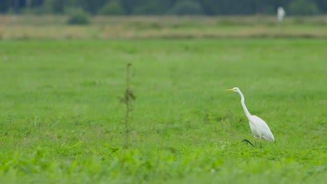 Great-white-egret-hunting-fish-in-the-lake-and-flying-walking-slow-motion