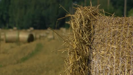 Straw-rolls-in-a-large-meadow