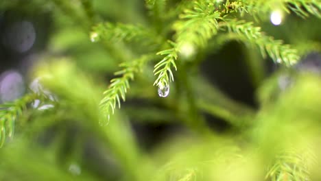 water drop hunging in green leave of pine tree during a rainstorm in slow motion